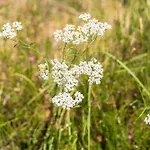 3 - Domaine Des Landes Willa Lesperon (Landes)