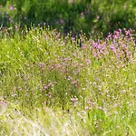 Willa 3 - Domaine Des Landes Lesperon (Landes)